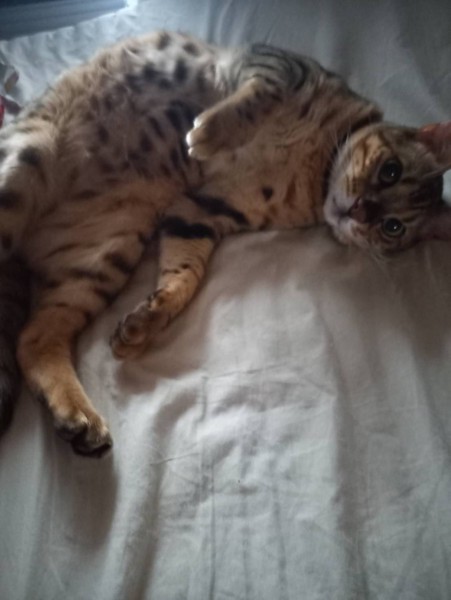 猫 ベンガル 㐂百の写真