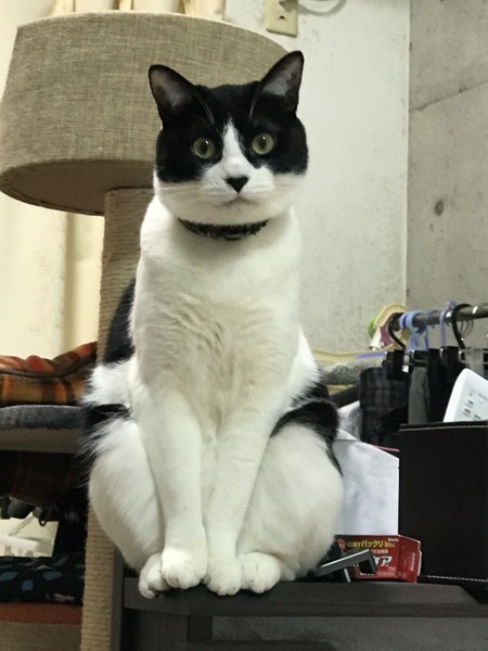 猫 雑種（ミックス） どんさんの写真