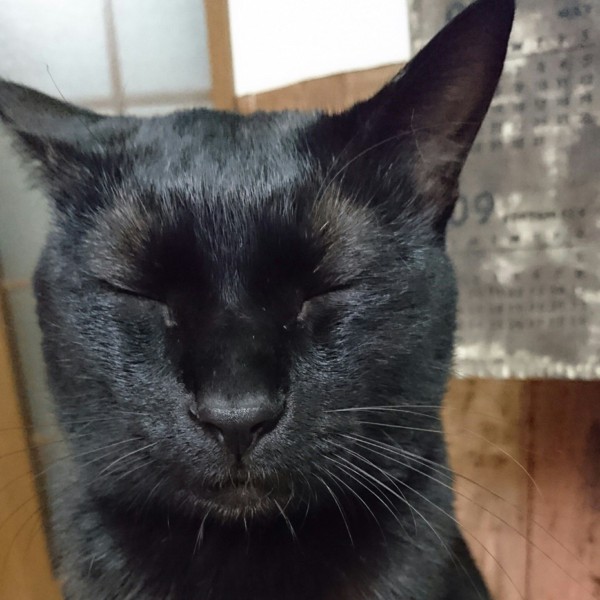 猫 黒猫 オレオの写真