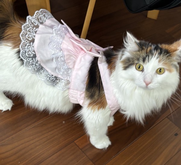 猫 メインクーン ララの写真