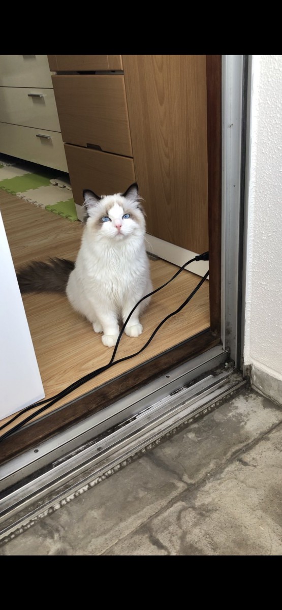 猫 ラグドール とわの写真