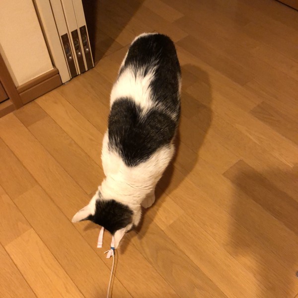 猫 雑種（ミックス） ラブの写真