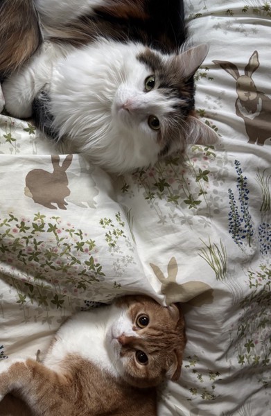 猫 メインクーン ララの写真