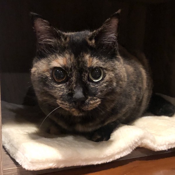 猫 サビ猫 ポンちゃんの写真