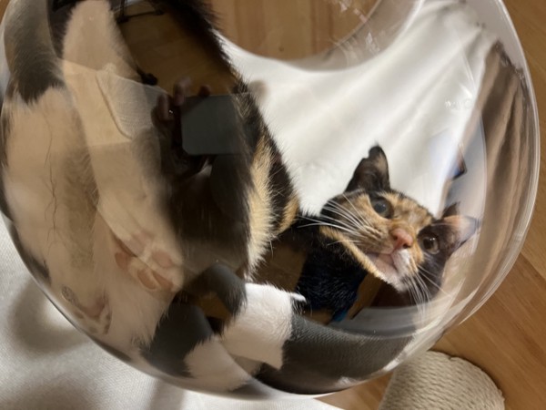 猫 雑種（ミックス） 小麦ちゃんの写真