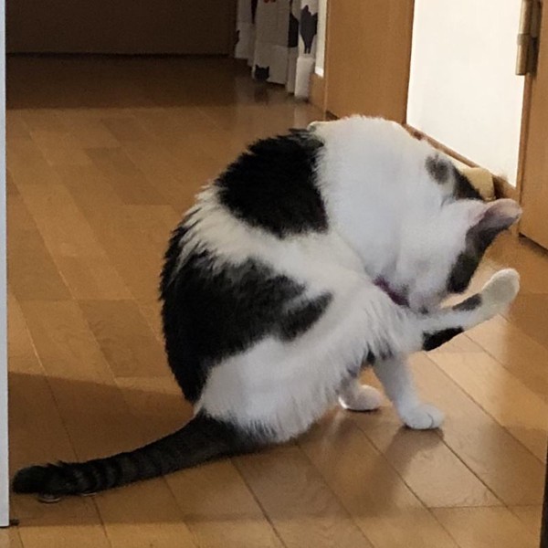 猫 雑種（ミックス） ラブの写真