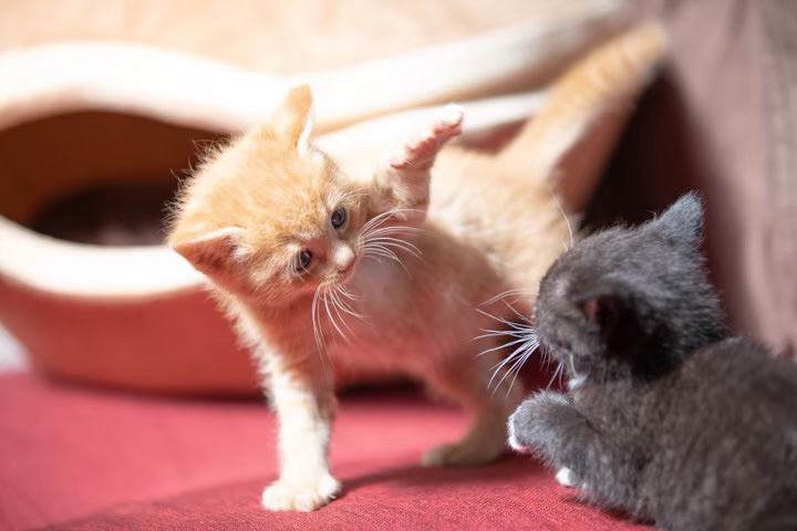 猫 茶トラ かいの写真