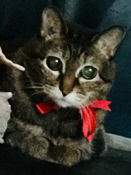 猫 雑種（ミックス） あかねの写真