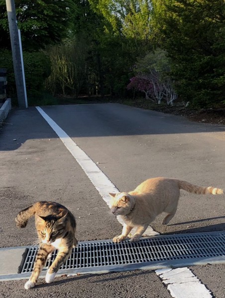 猫 雑種 たまの写真