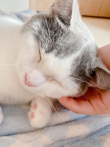 猫 マンチカン あんこの写真