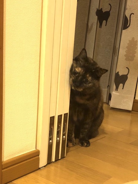 猫 サビ猫 ポンちゃんの写真