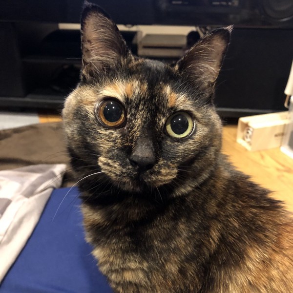 猫 サビ猫 ポンちゃんの写真