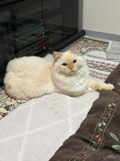 猫 ヒマラヤン ロッキーの写真