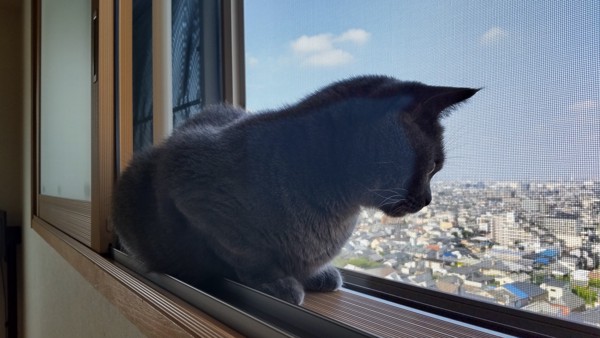 猫 ブリティッシュショートヘア しらべの写真