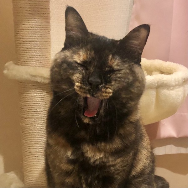 猫 サビ猫 ポンちゃんの写真