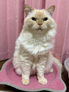 猫 ヒマラヤン ロッキーの写真