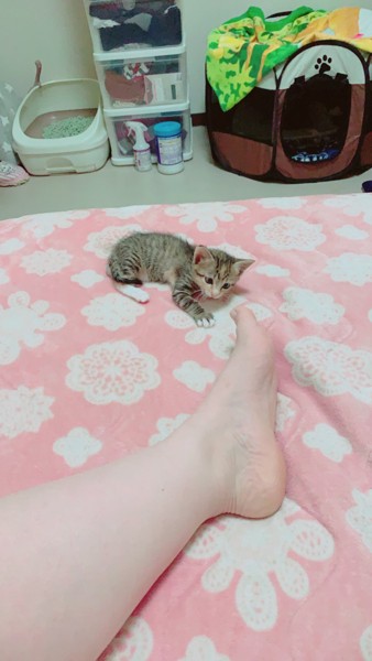 猫 雑種（ミックス） メンマの写真