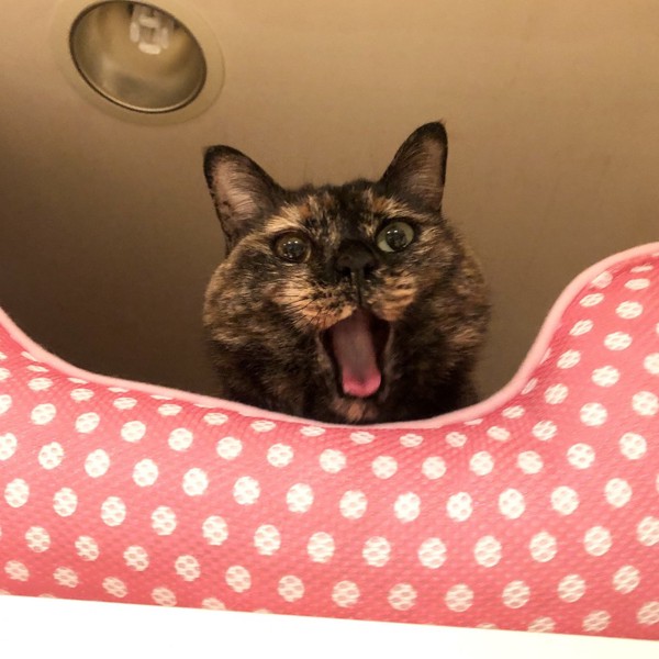 猫 サビ猫 ポンちゃんの写真