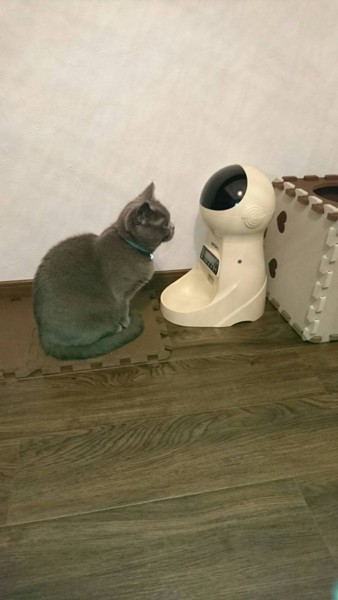 猫 ブリティッシュショートヘア りぶらの写真