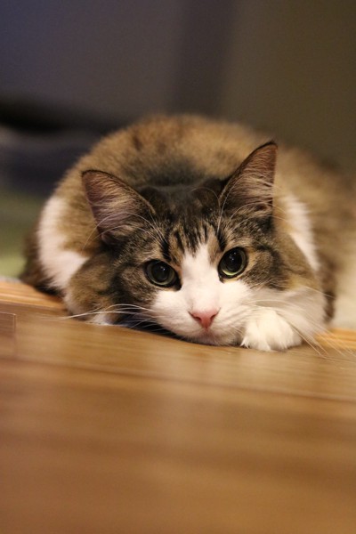 猫 ノルウェージャンフォレストキャット 蘭ちゃんの写真