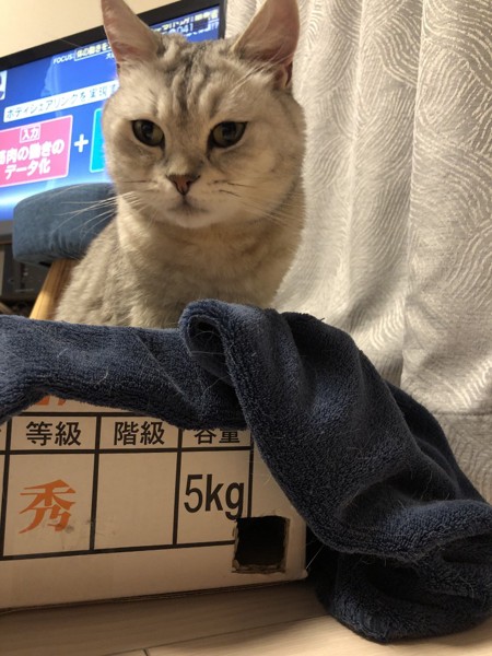 猫 ミヌエット れおの写真