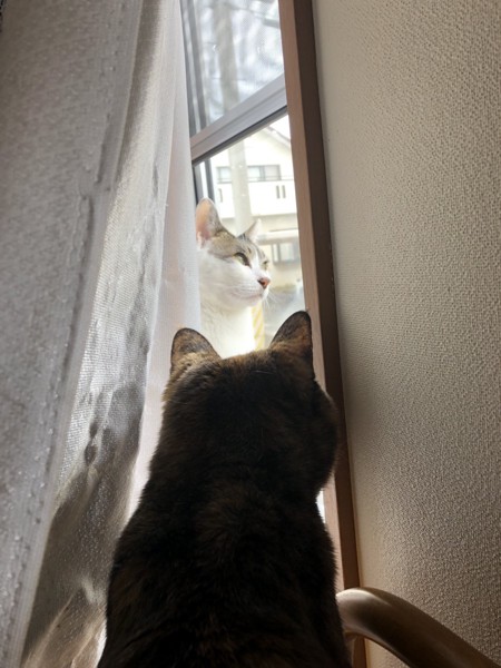 猫 雑種（ミックス） ラブの写真