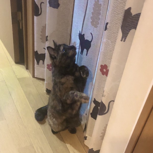 猫 サビ猫 ポンちゃんの写真