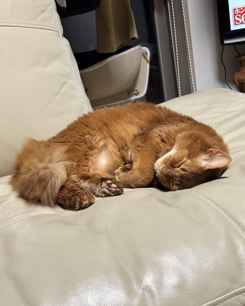猫 ソマリ ロコんの写真