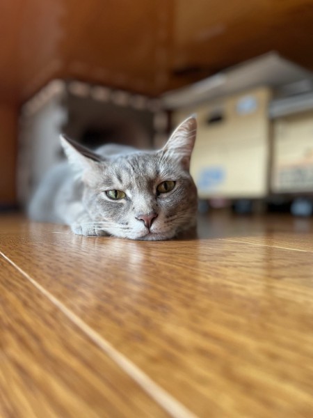 猫 サバトラ マロンの写真