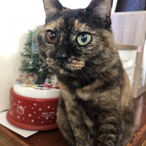 猫 サビ猫 ポンちゃんの写真