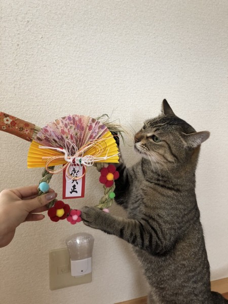 猫 雑種（ミックス） ぴーの写真