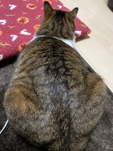 猫 キジシロ ノキアの写真