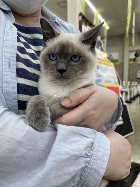 猫 シャム マロンの写真