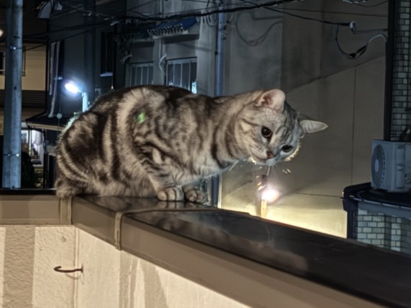 猫 アメリカンショートヘア ぺロちゃんの写真