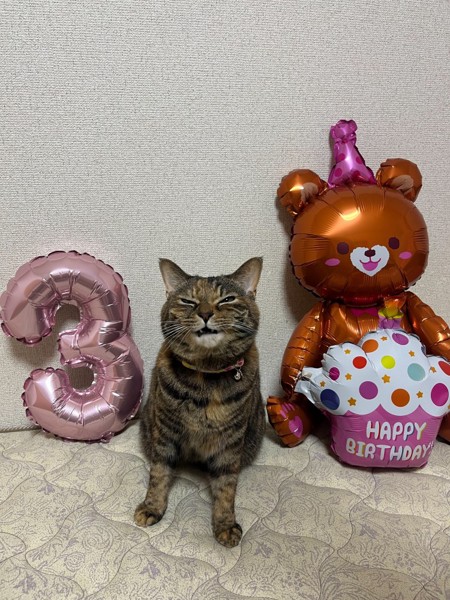 猫 雑種（ミックス） 凛の写真