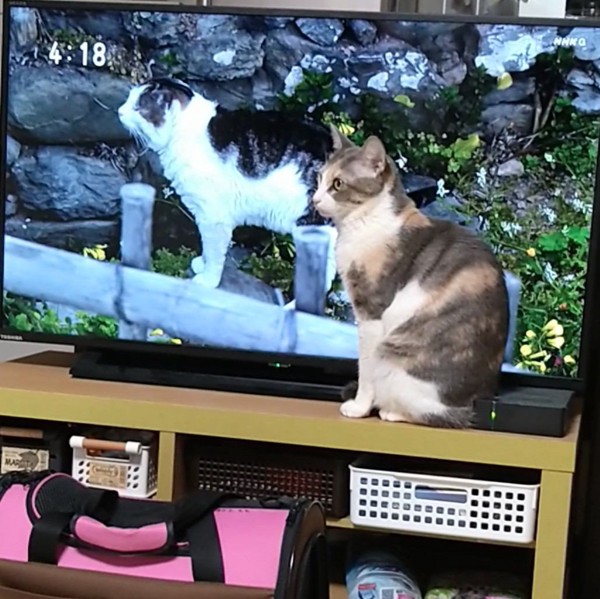 猫 三毛猫 ももの写真