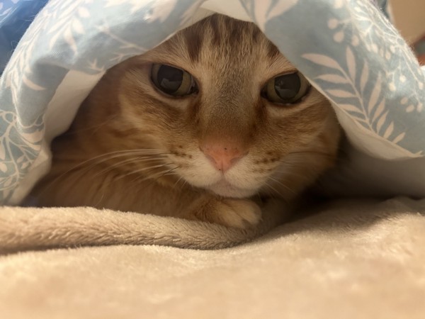 猫 茶トラ ぽっちゃの写真