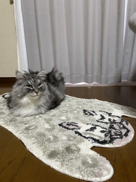 猫 ノルウェージャンフォレストキャット ルイの写真