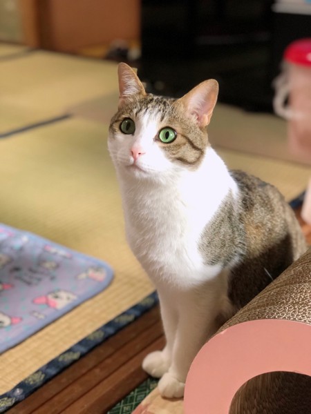 猫 キジシロ ももの写真