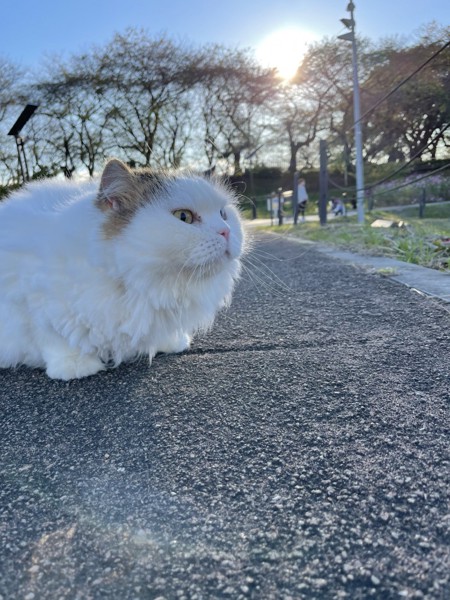 猫 スコティッシュフォールド ラブの写真