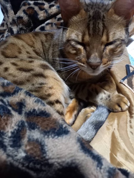 猫 ベンガル 㐂百の写真