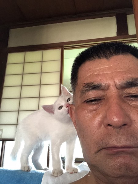 猫 白猫 メロンの写真