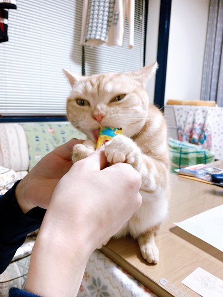 猫 アメリカンショートヘア moca😸の写真