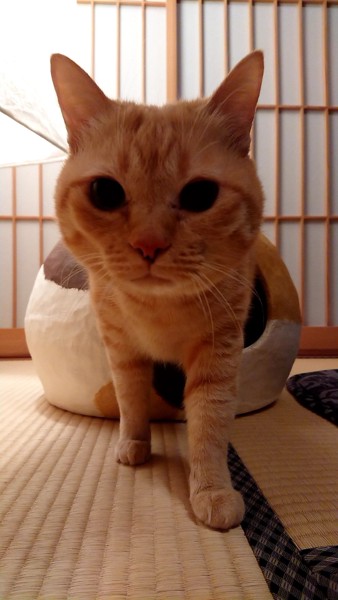 猫 雑種（ミックス） ちび姫の写真