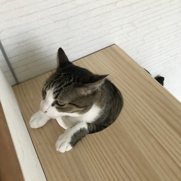 猫 サバトラ かのんくんの写真