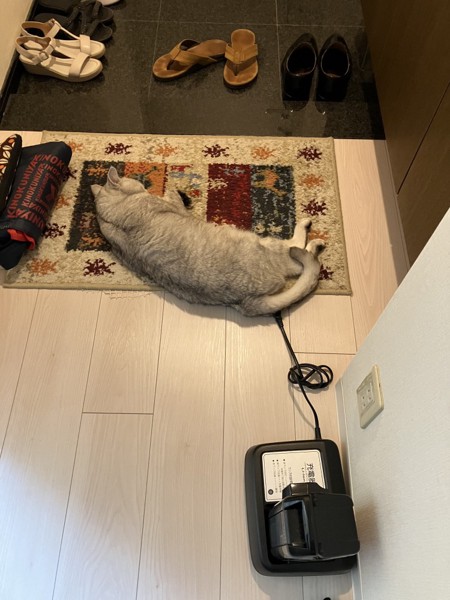 猫 ミヌエット れおの写真