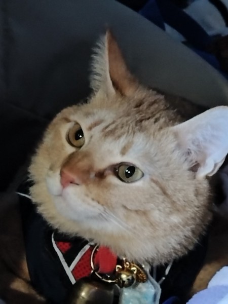 猫 茶トラ りんの写真