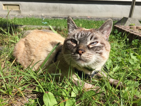 猫 雑種（ミックス） あらしの写真