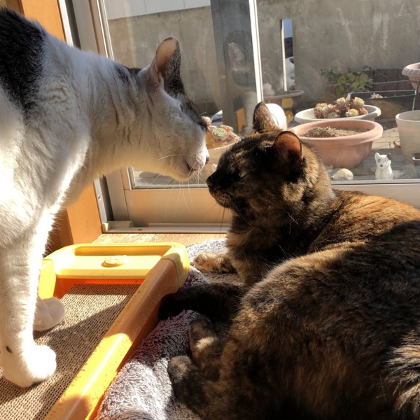 猫 雑種（ミックス） ラブの写真