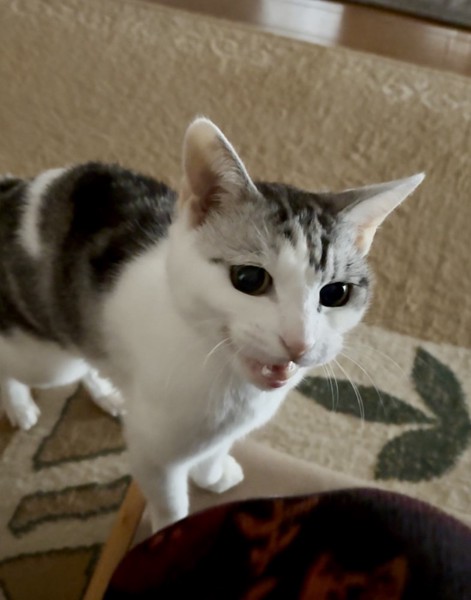 猫 サバシロ もーしゃんの写真